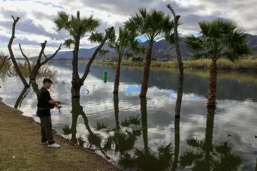 Storm water standing between palm trees along a lakeshore